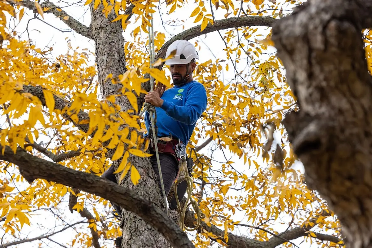 Skilled Tree Pruning crew working in Wolf Creek